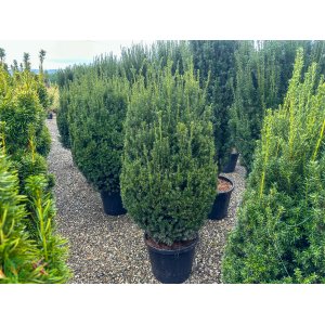 Tis prostredný (Taxus Media) ´HILLII´ - výška 140-160 cm, kont. C55L